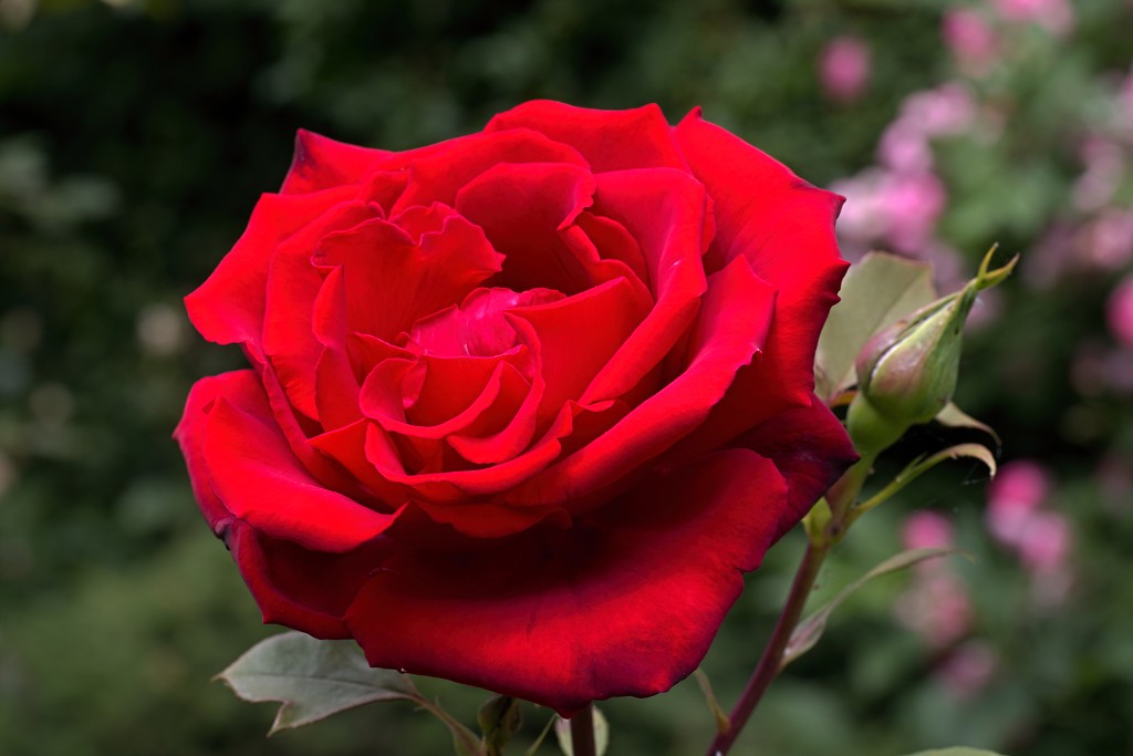 rozen roos rosa hdr natuur bloem bloemen cultivars cultivar rosaceae tuin rozentuin valentijn liefde